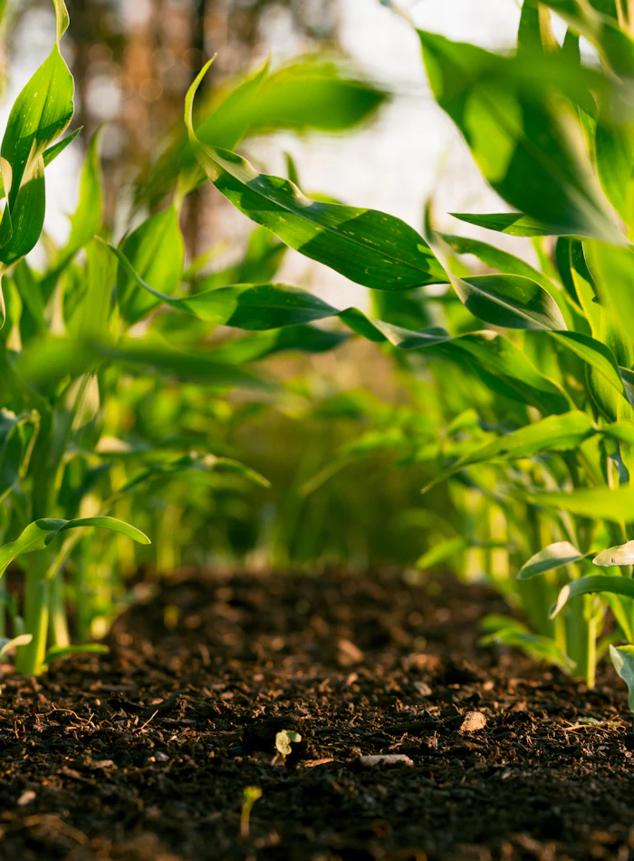 Producción agroindustrial y empresas productoras